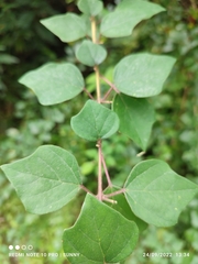 Gmelina