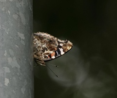 Vanessa indica