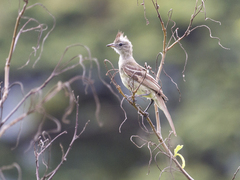 Elaenia flavogaster