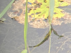 Pseudagrion microcephalum