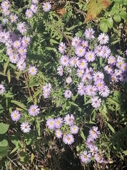 Symphyotrichum puniceum