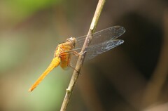 Orthetrum testaceum