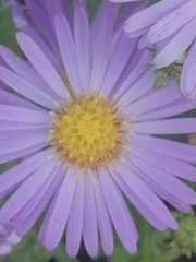 Symphyotrichum puniceum
