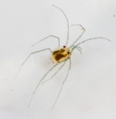 Hydrachnidia