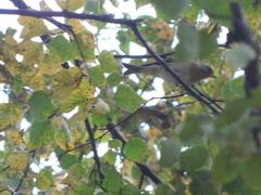 Fringilla montifringilla