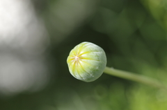 Euryops abrotanifolius