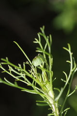 Euryops abrotanifolius