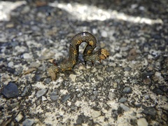 Descoreba simplex
