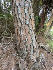 Pinus elliottii