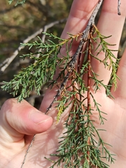 Tamarix
