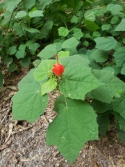 Malvaviscus arboreus drummondii