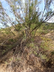 Tamarix