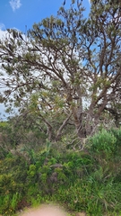 Banksia attenuata