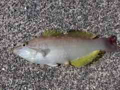 Pseudolabrus sieboldi
