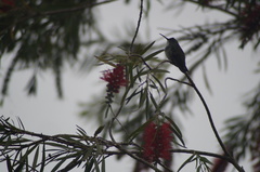 Chrysuronia versicolor
