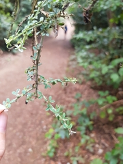 Genista canariensis image