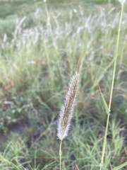 Dichanthium sericeum