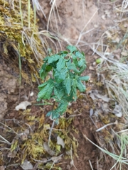 Acer monspessulanum