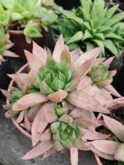 Haworthia cymbiformis