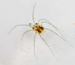 Hydrachnidia