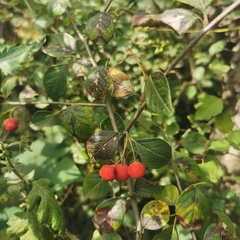 Cotoneaster sylvestrii