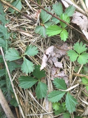Potentilla anglica