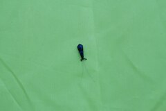 Mystacides azureus