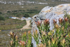 Leucadendron laureolum