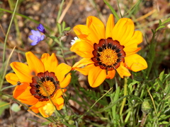 Gazania pectinata