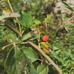 Cotoneaster sylvestrii