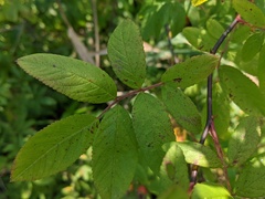 Rosa palustris