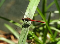 Sympetrum eroticum