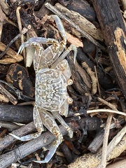 Ocypode occidentalis