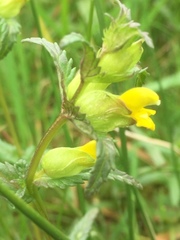 Rhinanthus minor