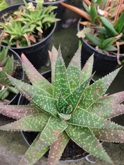 Aristaloe aristata