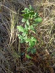 Acer monspessulanum