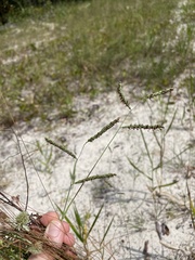 Paspalum plicatulum
