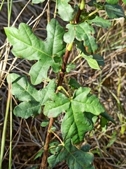 Acer monspessulanum