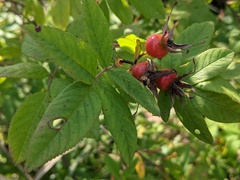 Rosa palustris