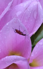 Anthocomus rufus