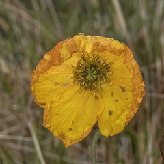 Papaver nudicaule