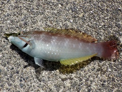 Pseudolabrus sieboldi