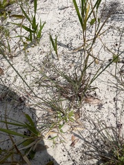 Paspalum plicatulum
