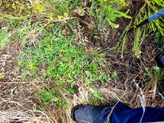 Lichtensteinia interrupta