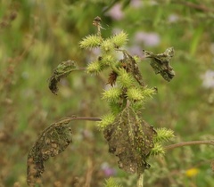 Xanthium orientale