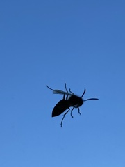 Vespula germanica