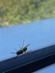 Vespula vulgaris