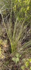 Bobartia