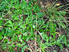 Lichtensteinia interrupta