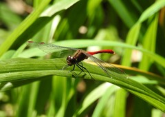 Sympetrum eroticum